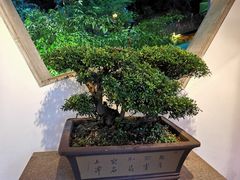-十八棵（老龙井）御茶园(老龙井店)