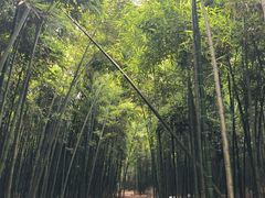 -同里国家湿地公园