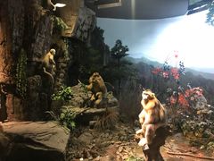 -陕西自然博物馆