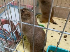 -猫色咖啡·猫咖
