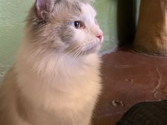 -猫猫幼稚园·撸猫·桌游·电玩