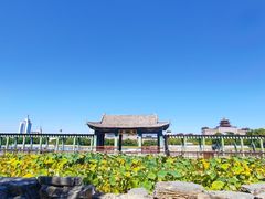 -莲花池公园