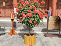 -天坛公园