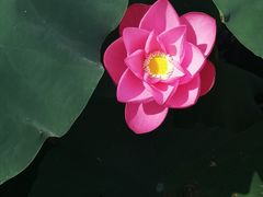 -洪湖生态旅游区