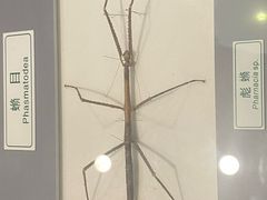 -上海昆虫博物馆