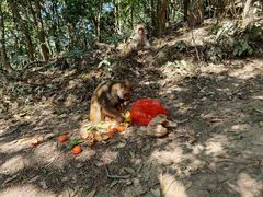 -狮子山郊野公园