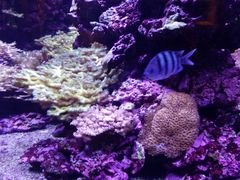 -西雅图水族馆