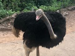 -清迈夜间动物园