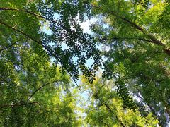 -三里屯东五街银杏大道