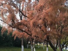-灞河西岸滨河公园