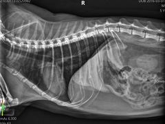 -爱诺耐芙动物医院(万博店)