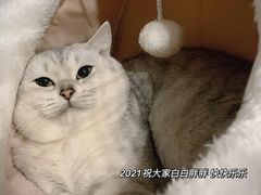 -灵美宠物诊所