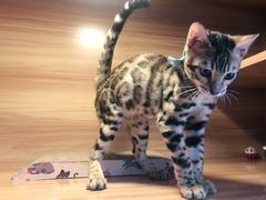 -喵百万·布偶·蓝金金渐层英短·猫舍(百子湾店)