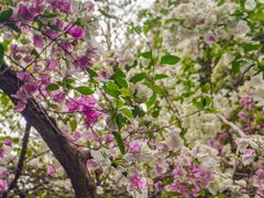 -深圳国际园林花卉博览园