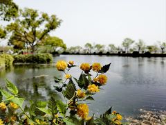 -无锡蠡湖国家湿地公园-蠡园