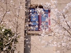 -武汉大学-樱园