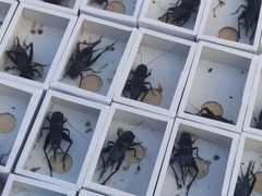 -华声天桥民俗文化园