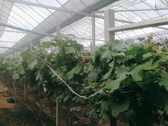 -马陆小张葡萄园农家乐