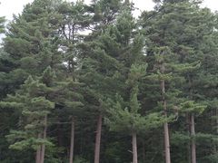 -五营国家森林公园