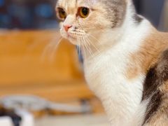 -Cappucimeow猫咪咖啡馆(韦伯时代店)