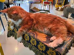 -平行世界·猫咖(首经贸店)