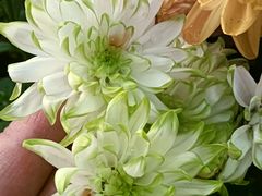 -正谈炸鸡(深圳首店)