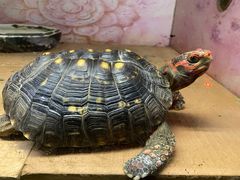 -上海大自然野生昆虫馆