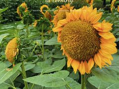 -奥林匹克森林公园北园-停车场