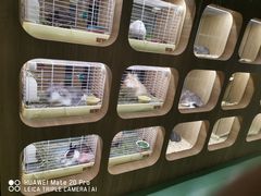 -藦茜花园宠物主题亲子互动体验馆(国顺东路店)