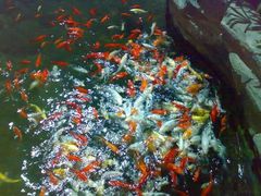 锦鲤-绿色时代大酒店