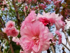 -天适樱花悠乐园