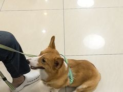 -美联众合动物医院·24h京西诊疗中心