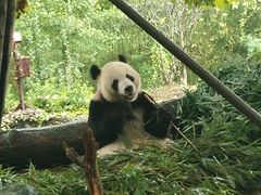 -都江堰中华大熊猫苑