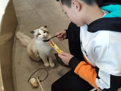 -飞行喵MR PILOT|猫舍·猫咖(静安大融城店)