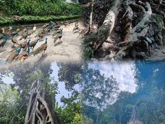 -西双版纳原始森林公园