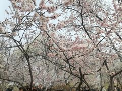 -桃花堤公园