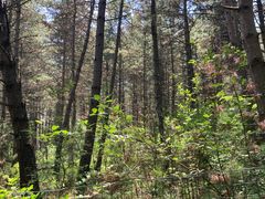 -帽儿山国家森林公园