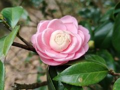 -中国科学院华南植物园