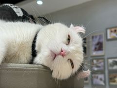 -藏猫猫咖啡主题馆(中央大道店)