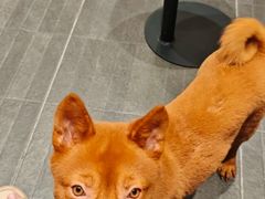 -何师烧烤Pro ·小龙虾·江湖川菜·精酿啤酒(太古里旗舰店)