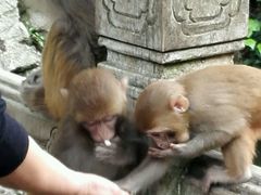 -黔灵山公园-南门售票处