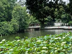 -荔湾湖公园
