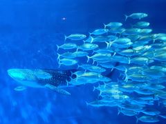 -鹿儿岛水族馆