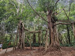 -中国科学院西双版纳热带植物园