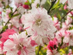 -南汇桃花村