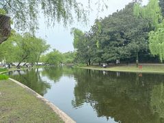 -上海共青森林公园