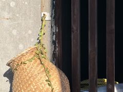 -福建土楼（华安）旅游区•大地土楼群