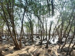 -宝安西湾红树林湿地公园