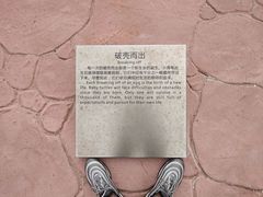-广东惠东海龟国家级自然保护区