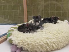 -帕帕拉兹宠物(亚洲旗舰店)